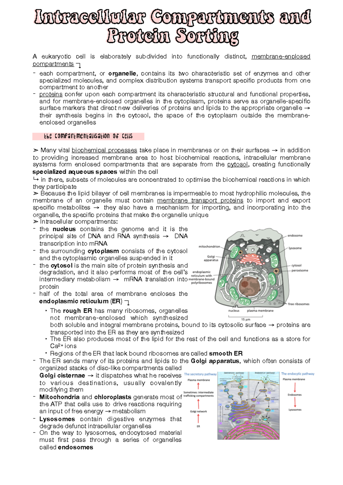 Mammalian Cell Biology CH.12 - Organelles & Protein Sorting Insights ...
