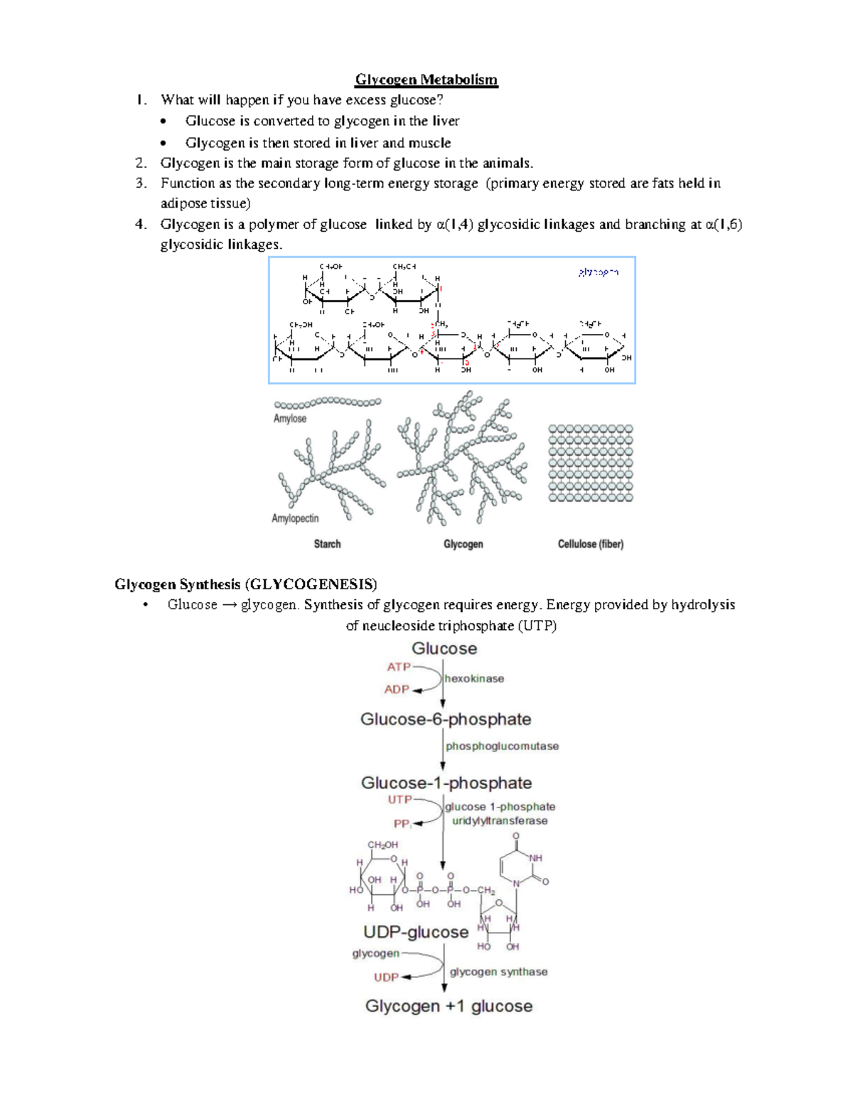 4 BIO462 Chapter 4 - good luck - Glycogen Metabolism What will happen ...