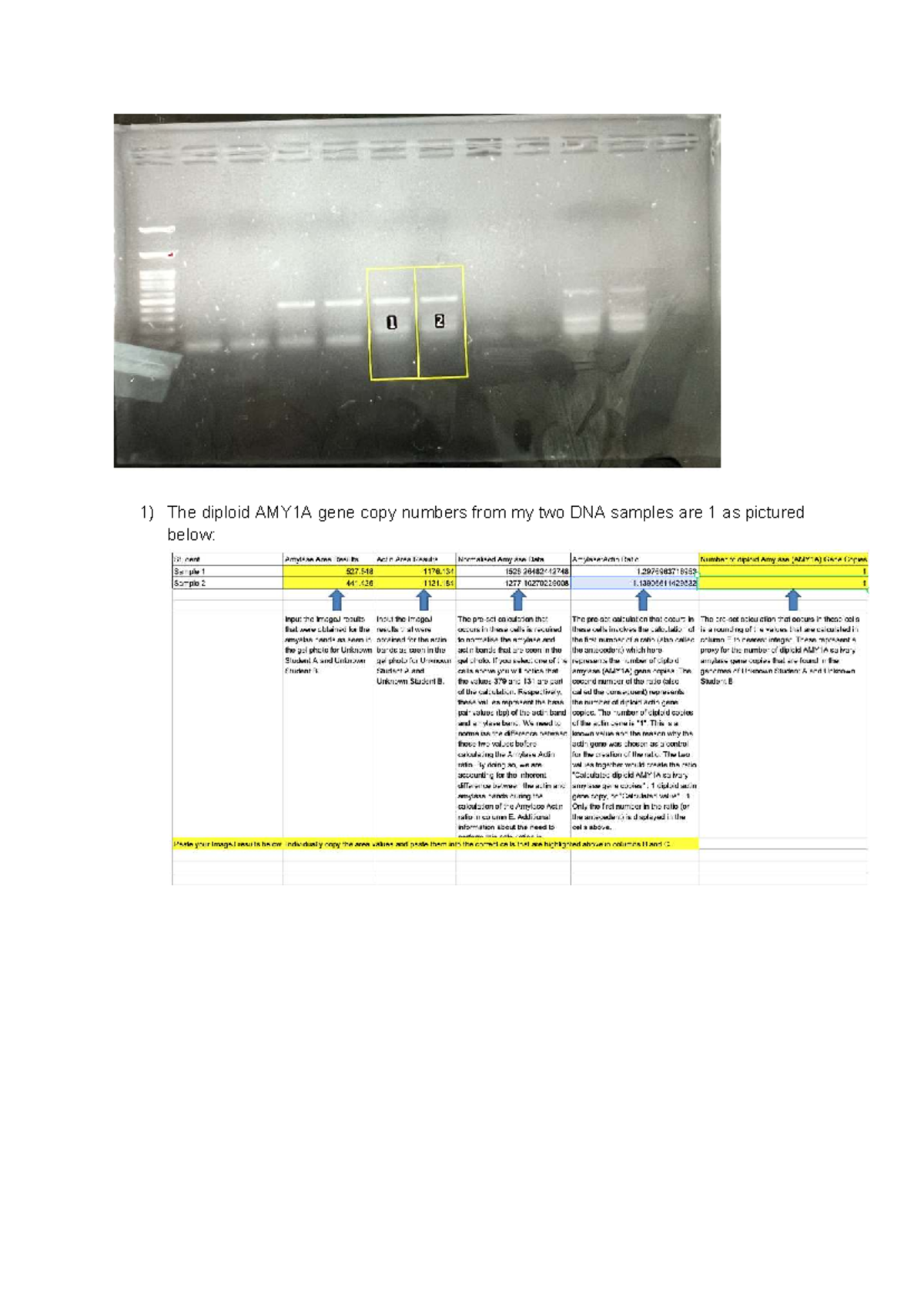 Lab 4 Post Lab Assignment: Diploid AMY1A Gene Copy Numbers - Studocu