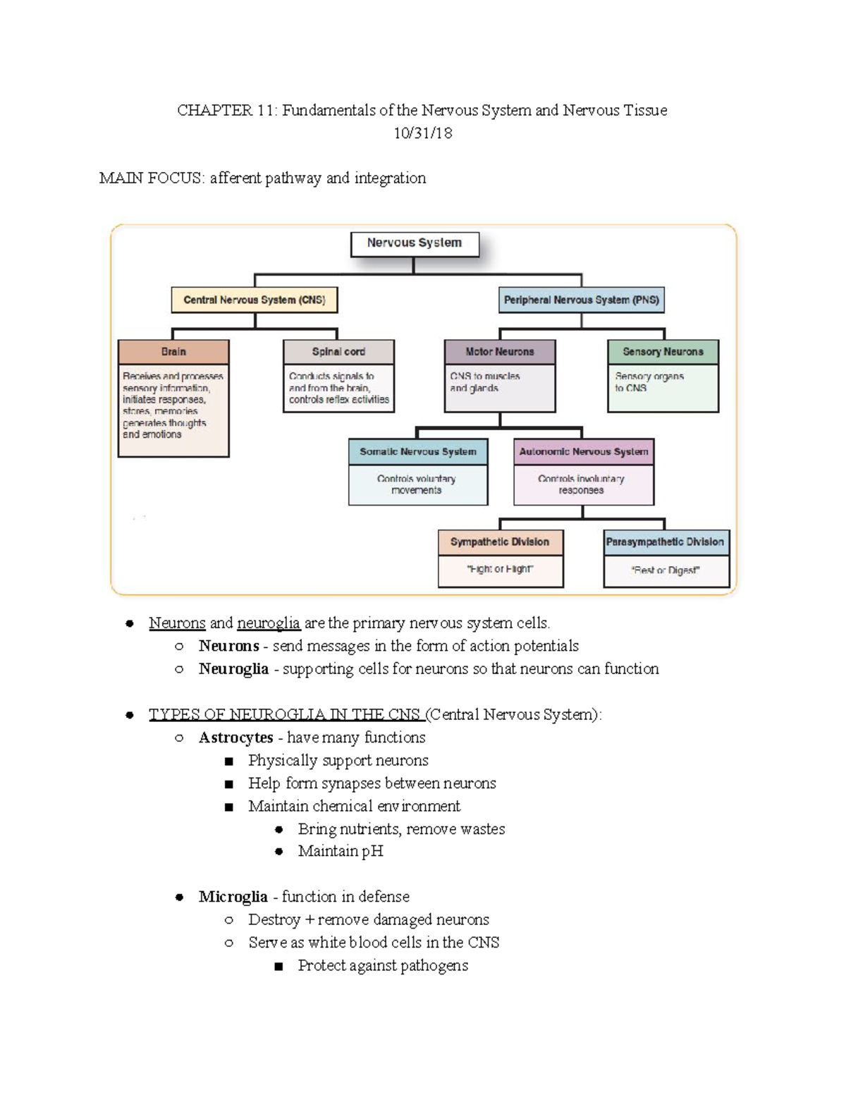 A&P Ch. 11: Nervous System Fundamentals and Neuron Types Notes - Studocu