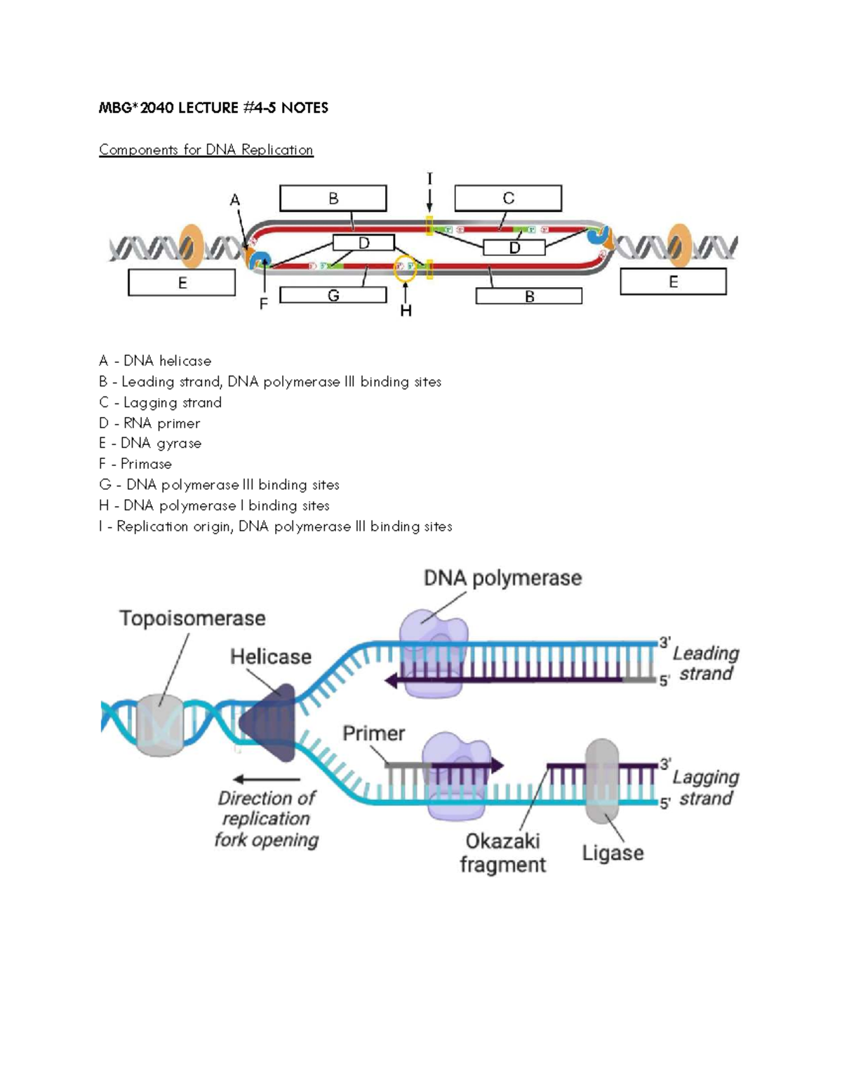 MBG 2040 Lecture Notes on DNA & RNA Replication and Transcription - Studocu