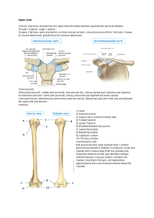 Pelvis Dissection Guide: Anatomy Overview and Techniques - Studocu