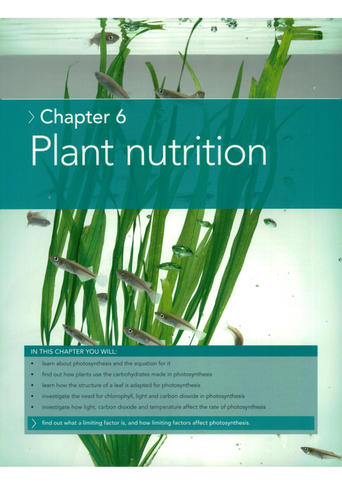 Chapter 6: Plant Nutrition Explained - Cambridge IGCSE Biology ...