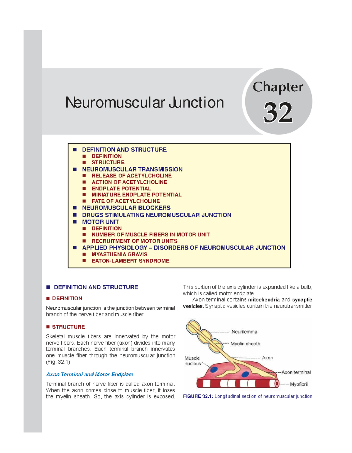 Neuromuscular Junction Notes (Chapter 32) - Definition, Structure ...