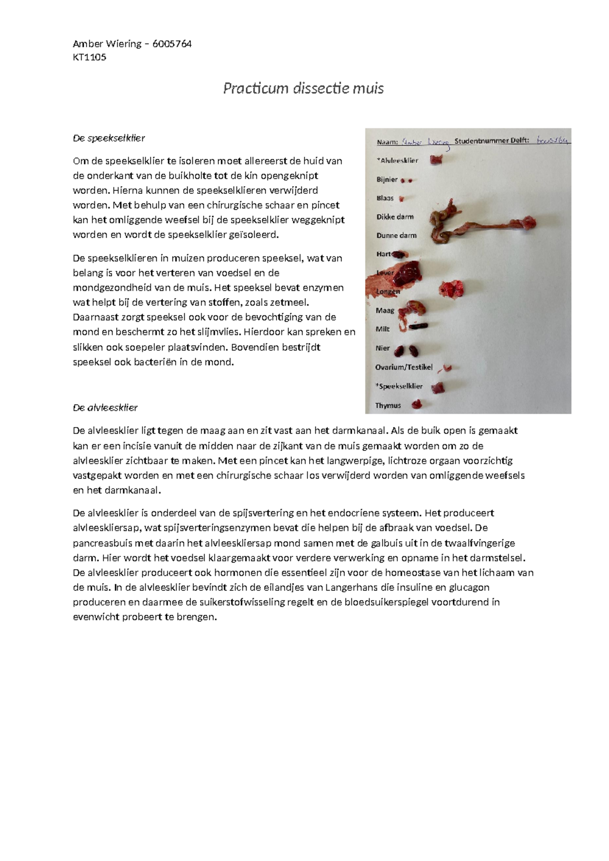 Practicum: Dissectie van de Muis - Speeksel- en Alvleesklier - Studeersnel