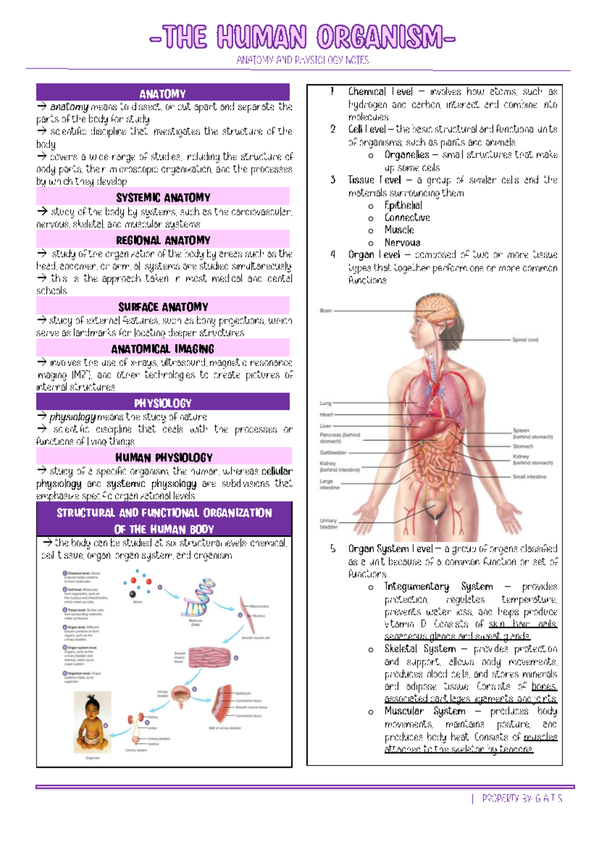 Anatomy Study Notes - ANAT 101 Lecture Overview - Studocu