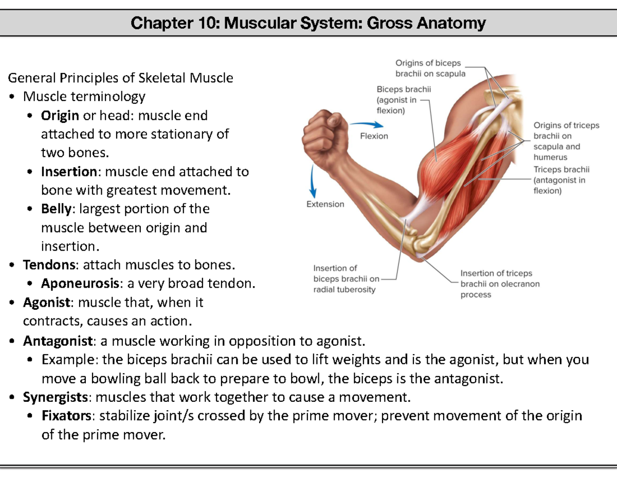 Chapter 10: Muscular System - Anatomy and Key Muscle Groups - Studocu