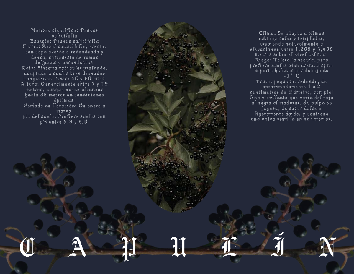 Ficha técnica: Prunus salicifolia (Capulín) - Árbol Frutal - Studocu