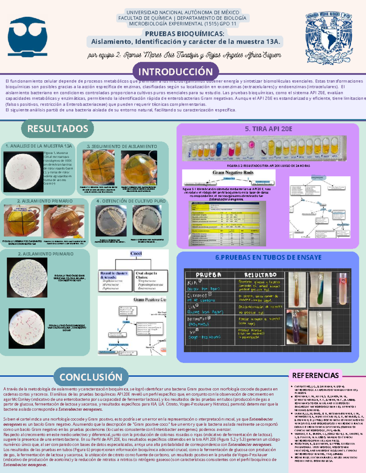 Pruebas Bioquímicas y Aislamiento de Enterobacter aerogenes (1515 ...