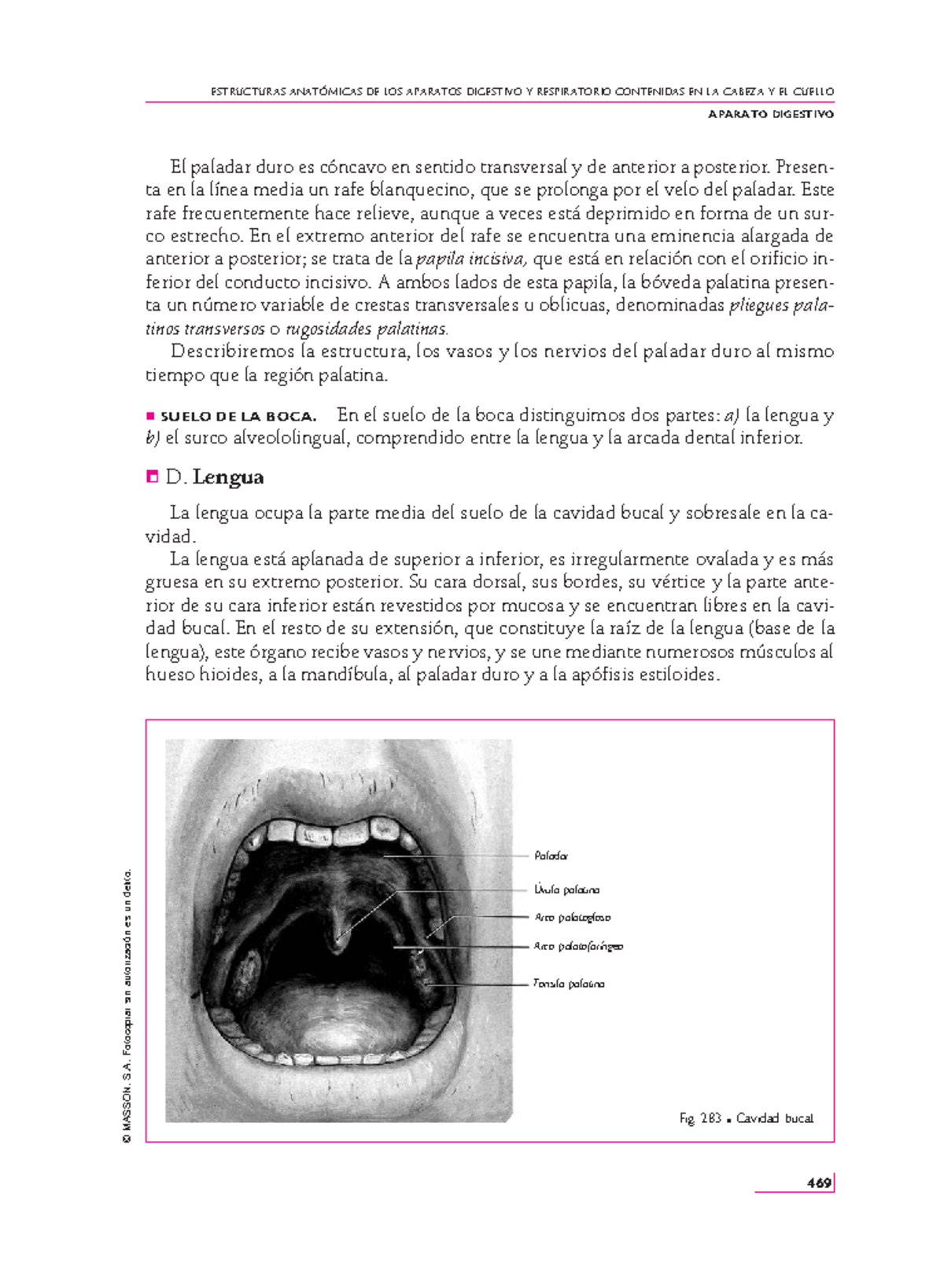 Gusto - Anatomía - Libro - El paladar duro es cóncavo en sentido ...