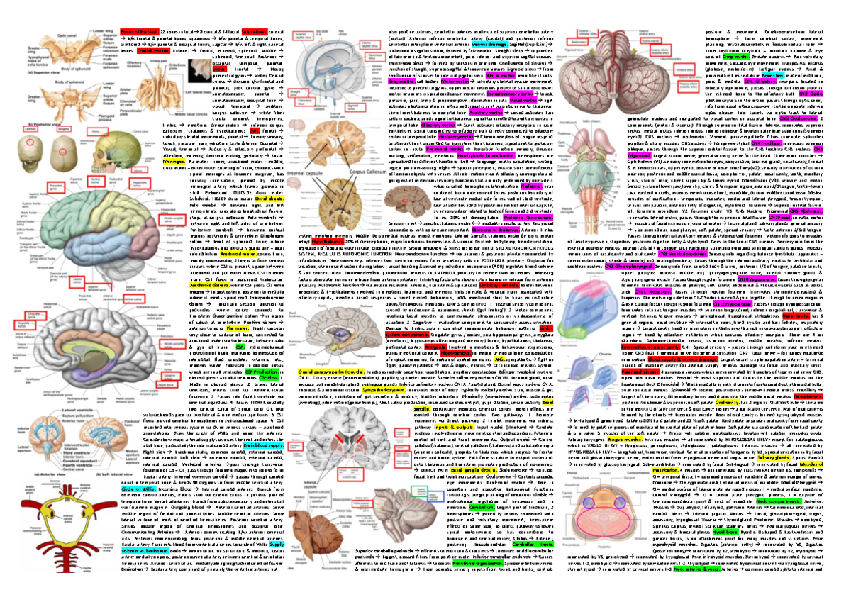 Anatomy Cheat Sheet 2: Skull Bones, Cranial Nerves, and Blood Supply ...
