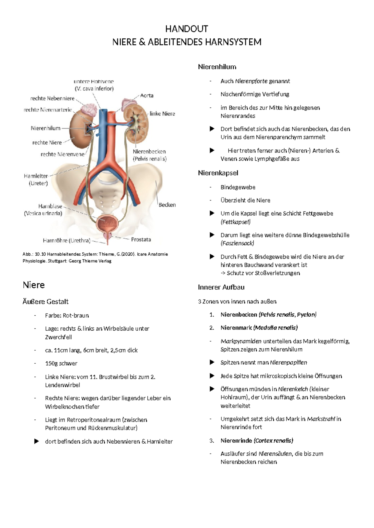 Sistema Di Anatomia Dei Reni. Posizione Del Sistema Urinario Umano Struttura Degli Organi Ubicazione E Apporto Ematico Escretore Corpo Che Image274638472