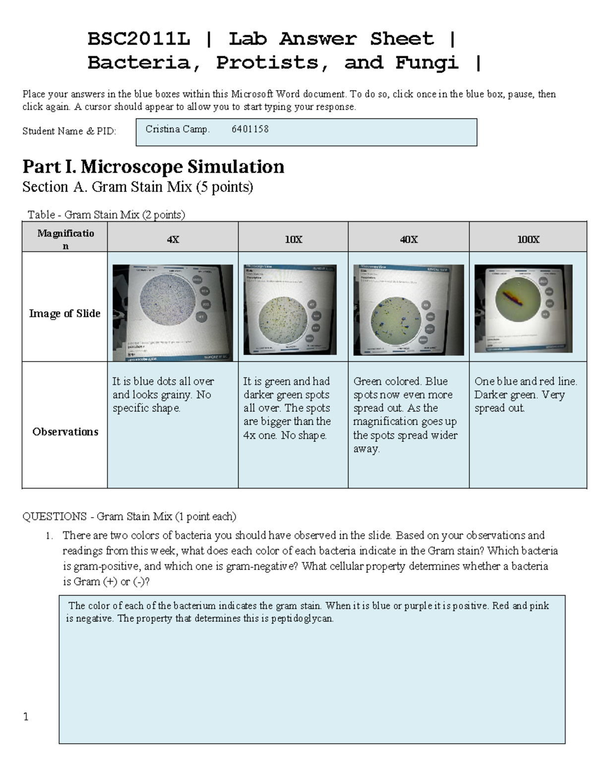 BSC2011L Comp Lab 3: Bacteria, Protists, and Fungi Answers - Studocu