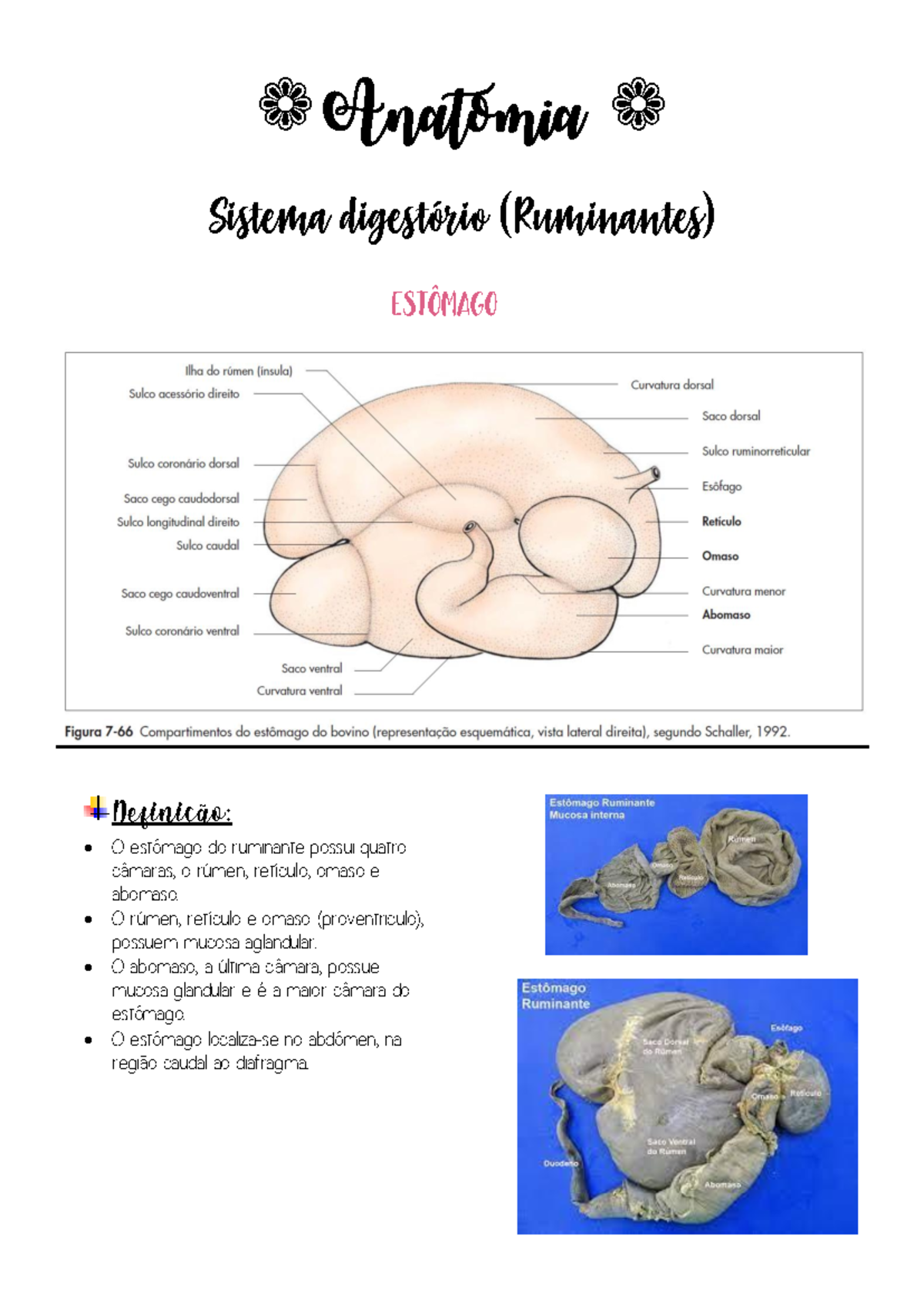 Digestório de Ruminantes ANAT - Anatomia Sistema digestório (Ruminantes ...