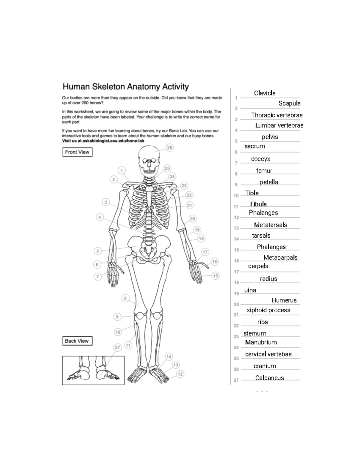 human-skeleton-anatomy-activity-major-bones-review-worksheet-studocu