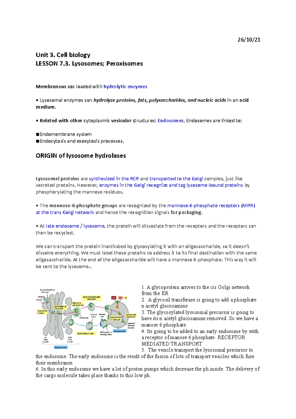 Lysosomes - 26/10/ Unit 3. Cell biology LESSON 7. Lysosomes ...