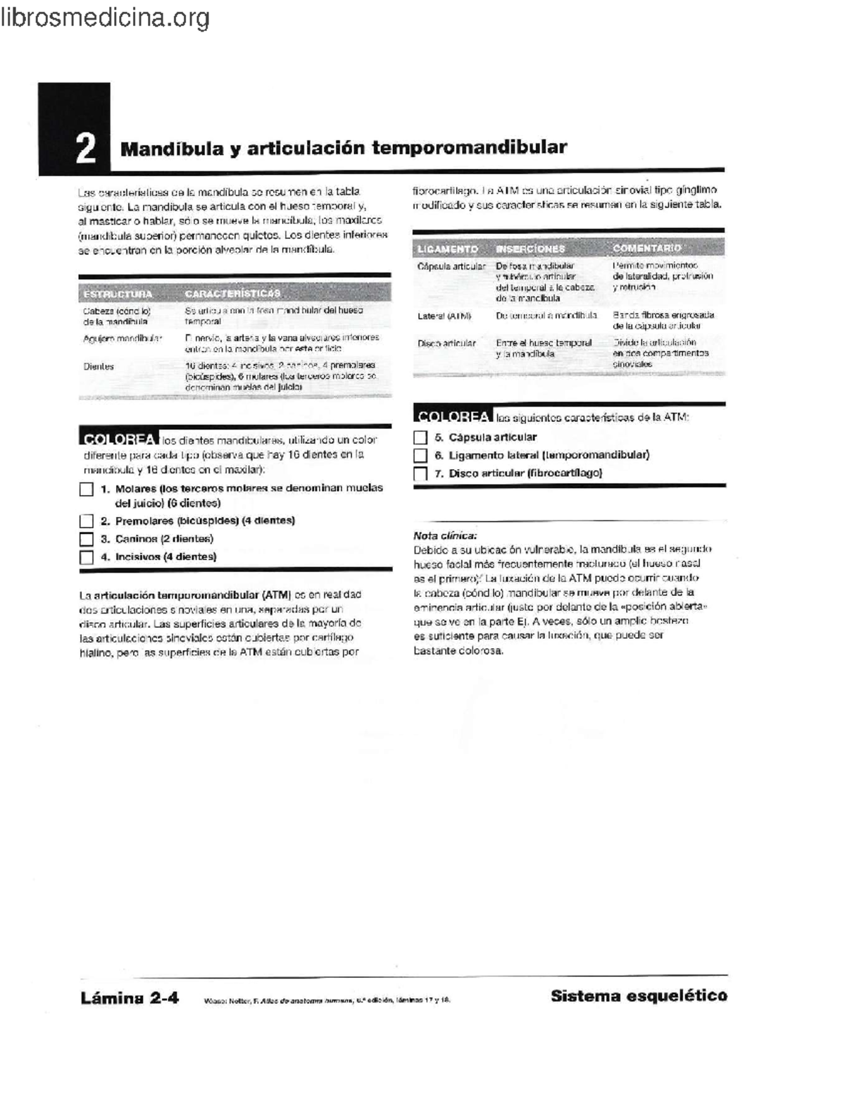 Netter para colorear: Mandíbula y ATM - Características y Estructura ...