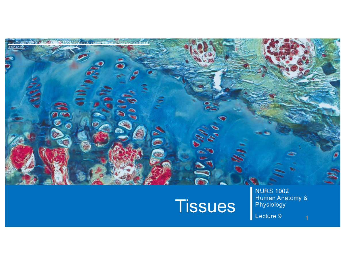 NURS 1002 Lecture 9: Tissues and Epithelial Transport - Studocu