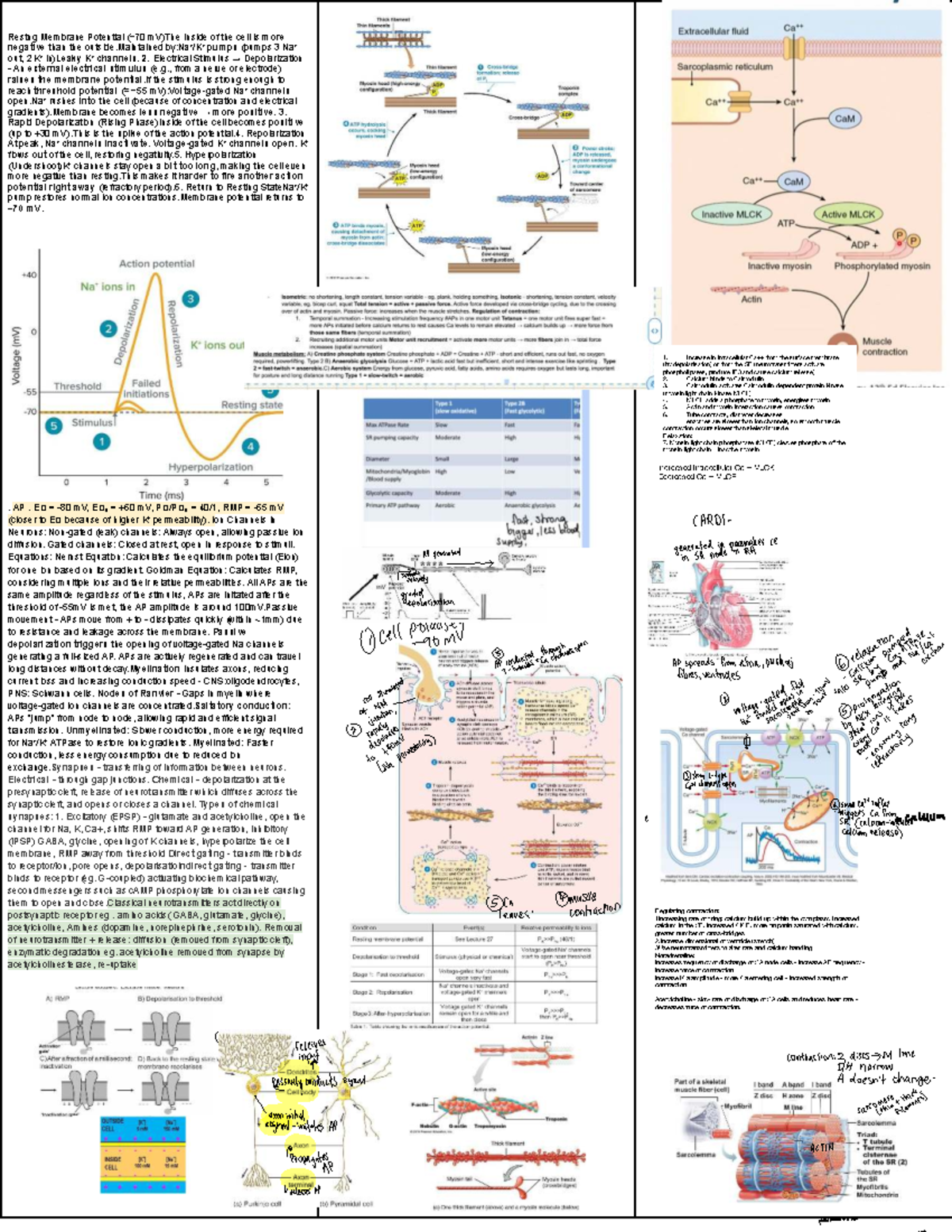 Cheat Sheet - Summary of Cellular Processes in Biology for BMS - Studocu