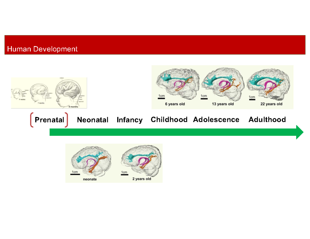 Final Exam Notes on Developmental Stages of the Nervous System (PSY 101 ...