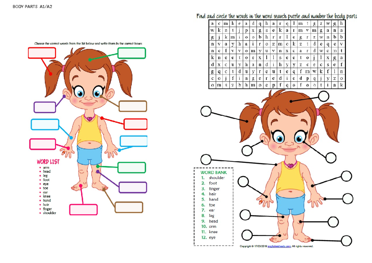 BODY PARTS Word Search & Crossword Puzzle (A1) - Studocu