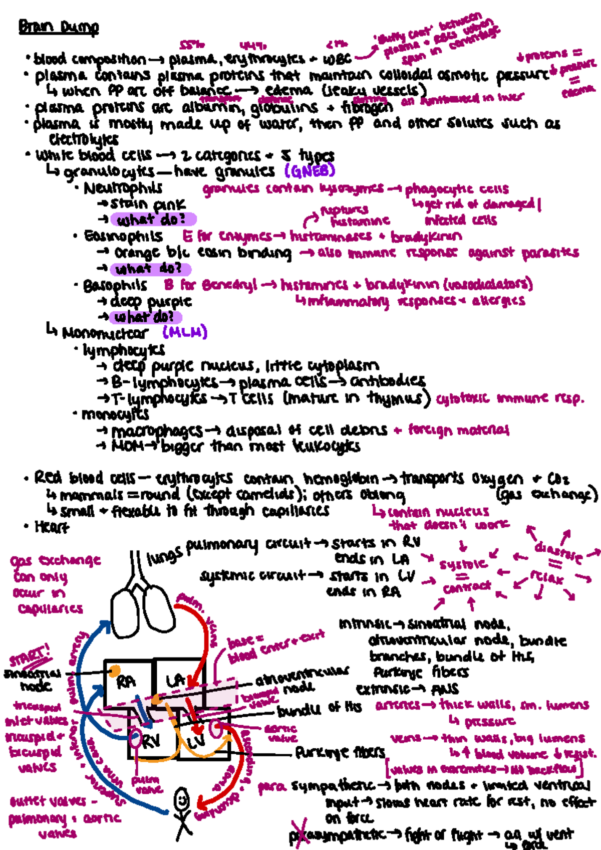 Week 2 Lesson 8: Blood Composition & Cardiovascular System Overview ...
