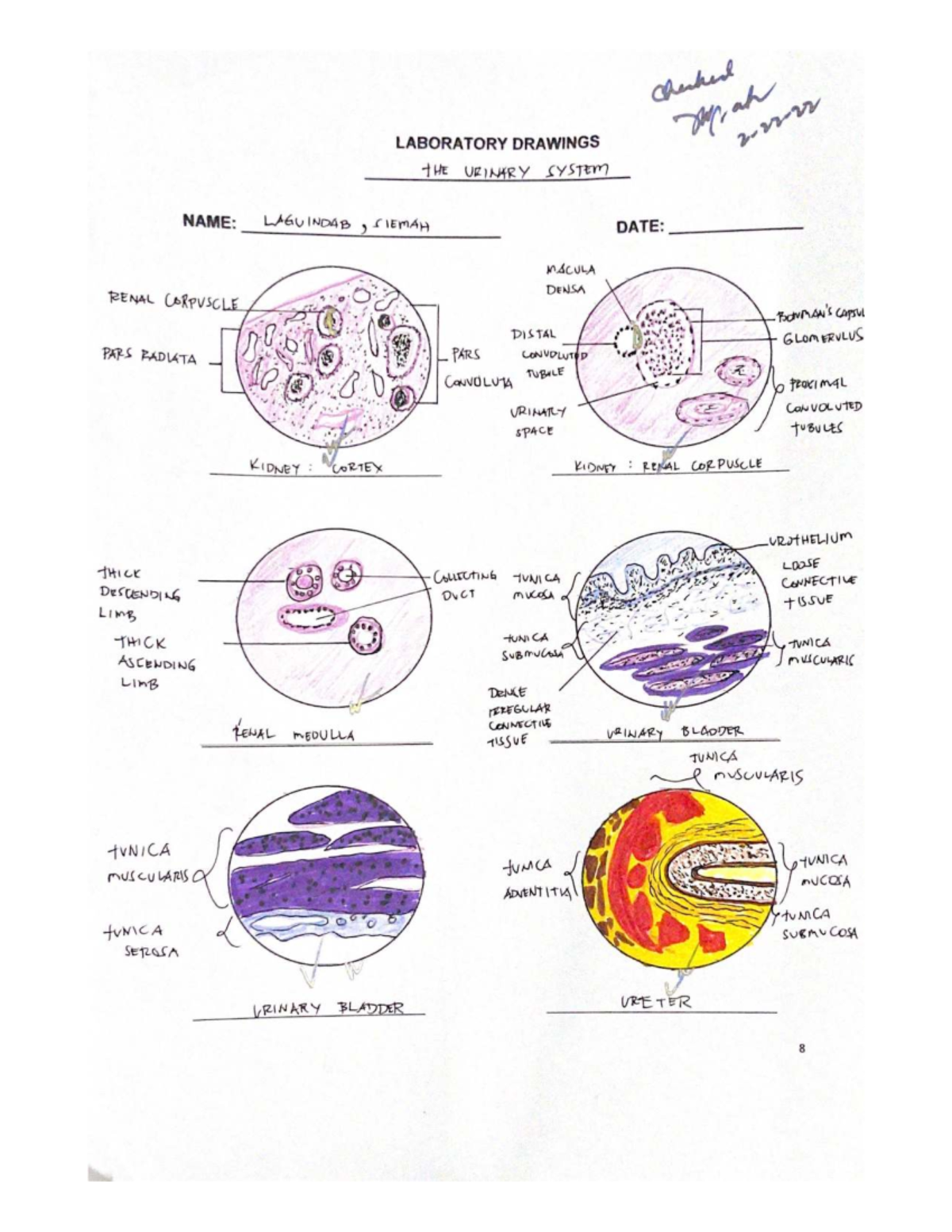 Laboratory Drawings: Urinary System Histology Notes - Studocu