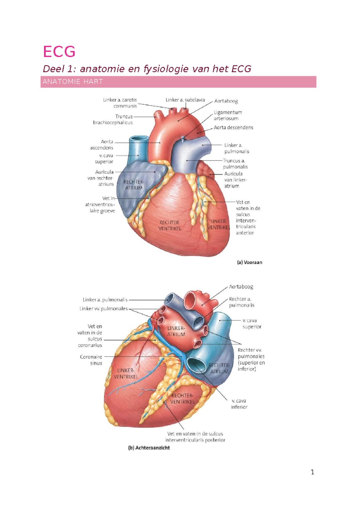 ECG Deel 1: Anatomie en Fysiologie van het Hart (3 Geneeskunde) - Studocu