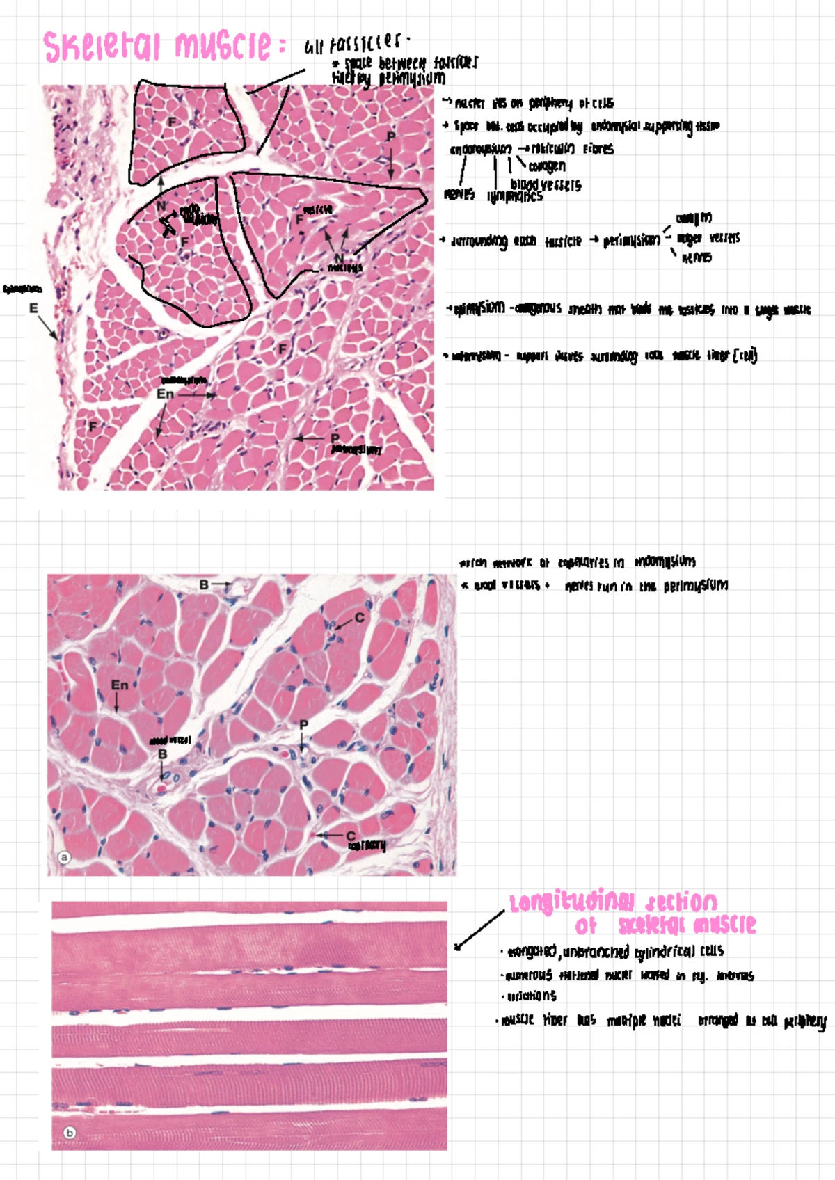 Muscle Contraction Mechanisms and Clinical Implications - Final Exam ...