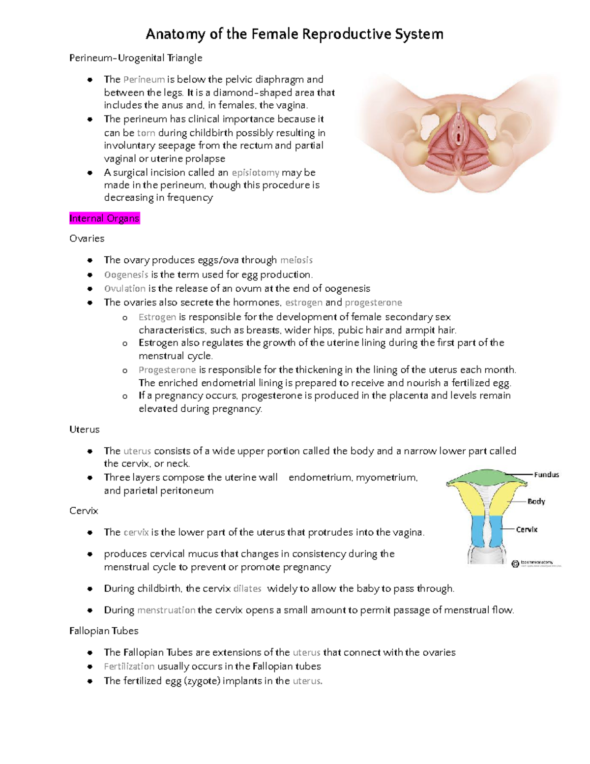 Female Reproductive System Guided Notes+FORM - Anatomy of the Female ...