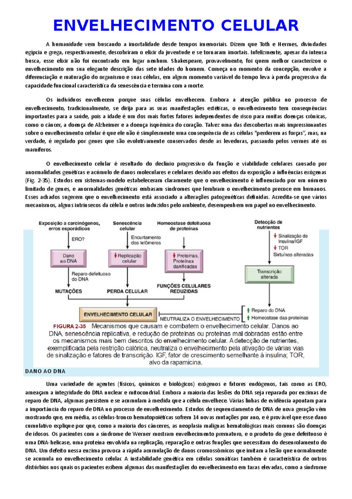 Envelhecimento celular patologia - ENVELHECIMENTO CELULAR A humanidade ...