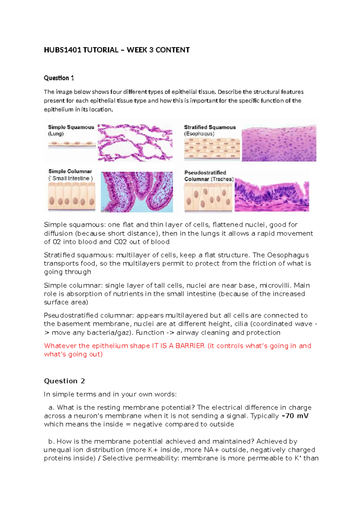 HUBS1401 Tutorial Week 3: Epithelial Tissue & Membrane Potential - Studocu