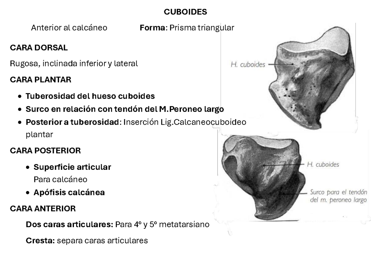 CUB 101: Anatomía del Hueso Cuboides y Cuneiformes - Studocu