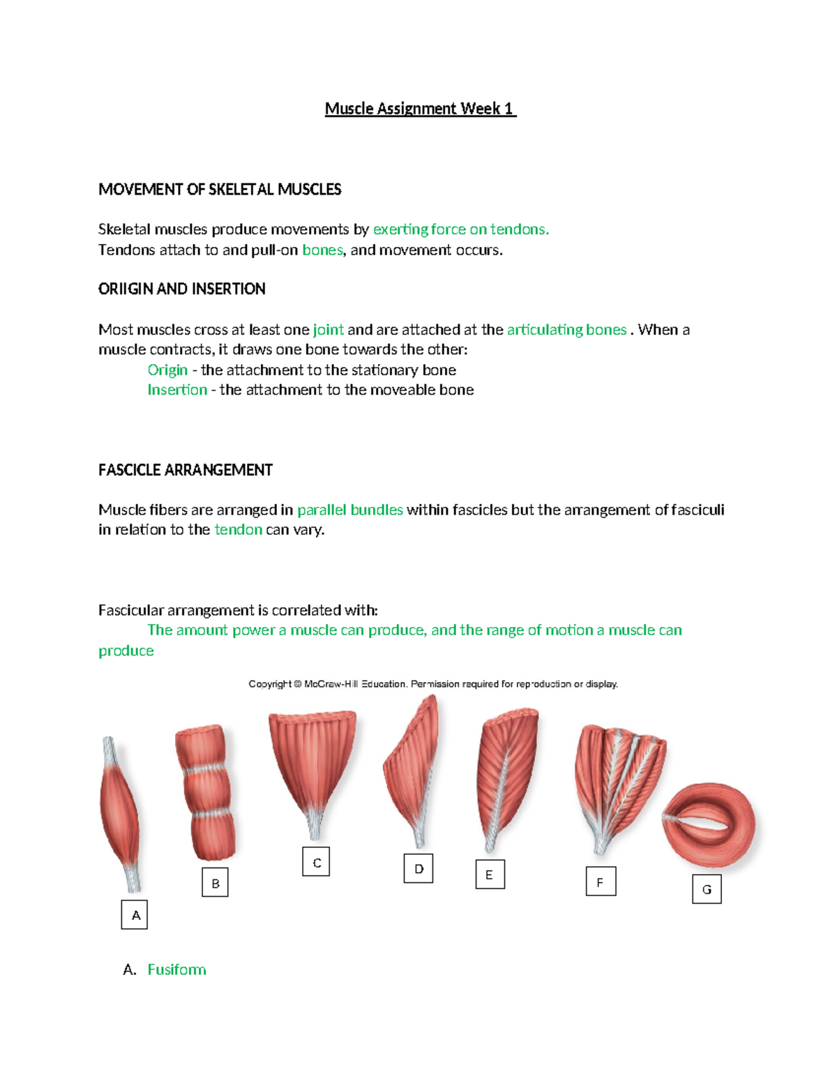 Week 1 Muscle Assignment: Understanding Skeletal Muscle Anatomy and ...