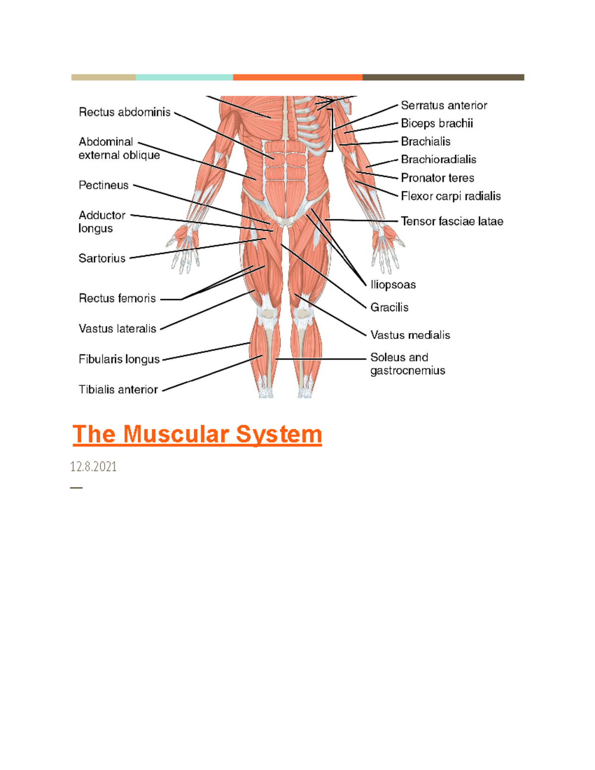 Muscular System Overview - Key Functions and Anatomy (12.8.2021) - Studocu