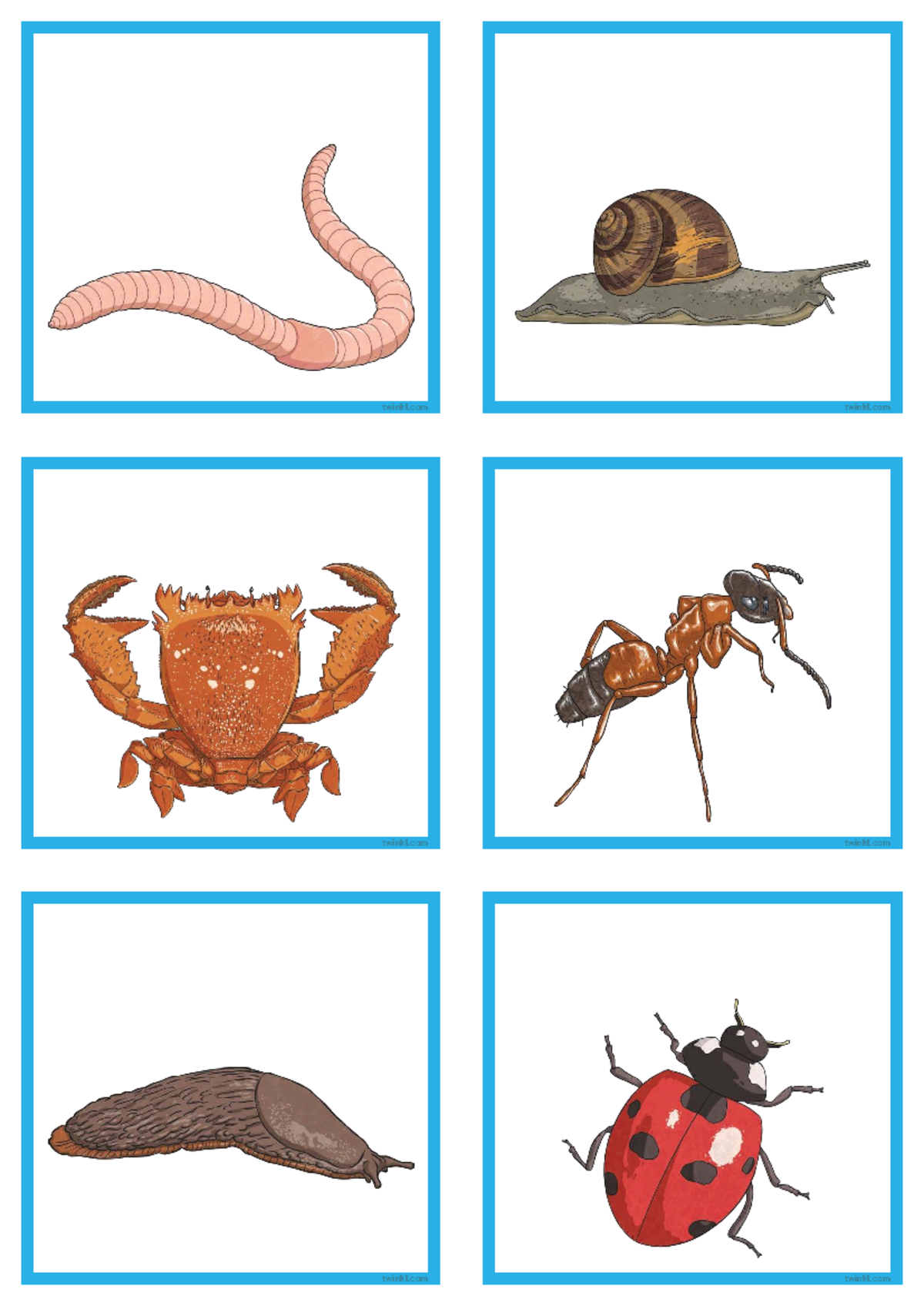 Invertebrate Animal Skeleton Sorting Cards - Unnamed - English- Oral ...