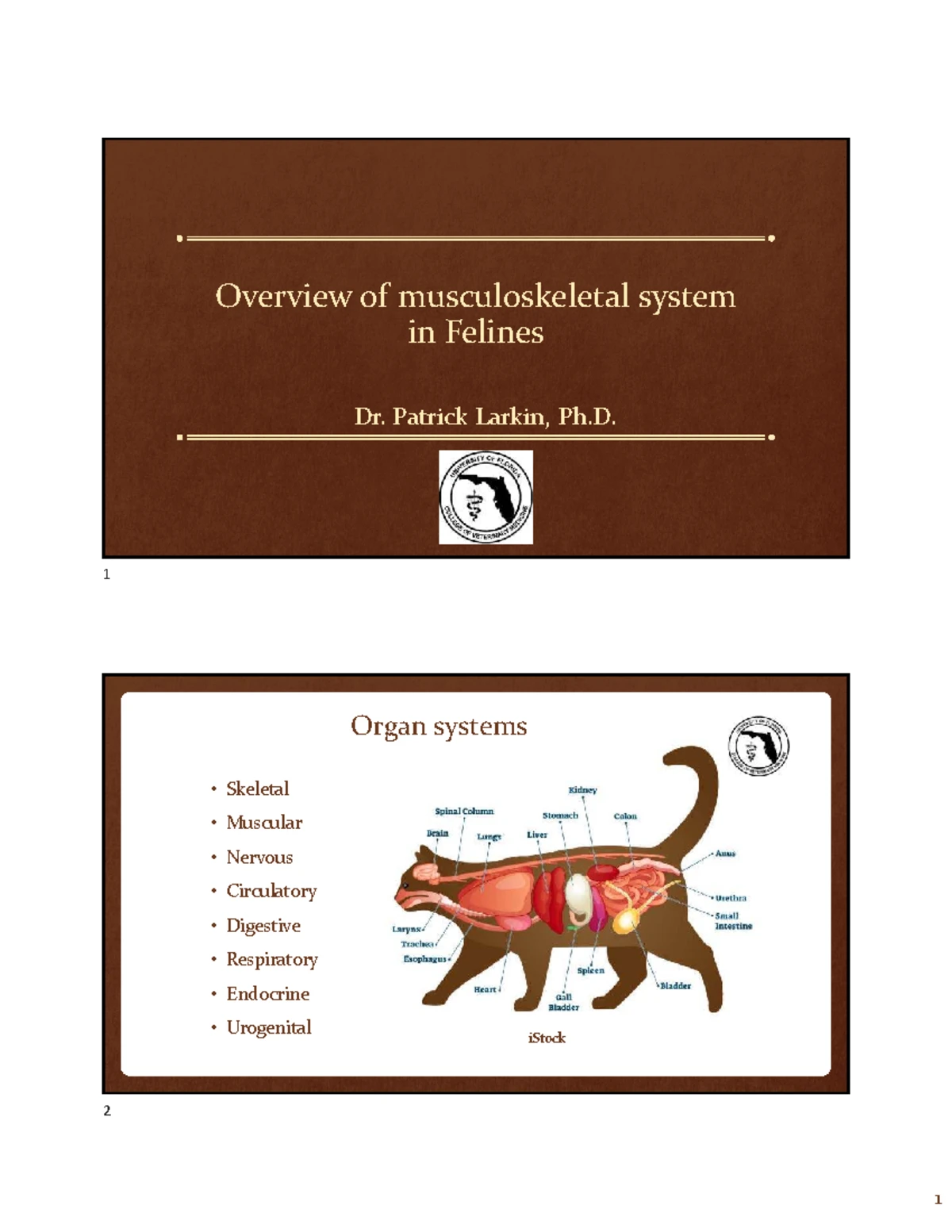 Overview of PSS in Cats: Liver Function & Shunt Implications - Studocu