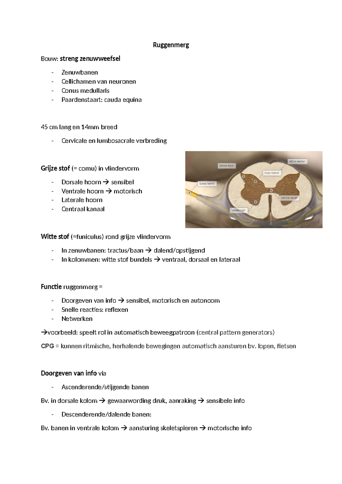 Ruggenmerg Anatomie en Functies: Een Overzicht - Studocu