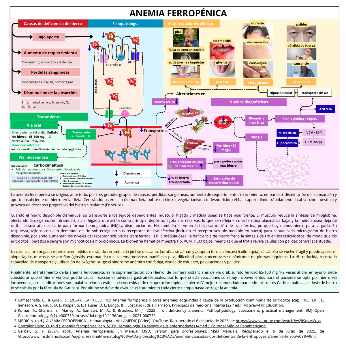 ANEMIA FERROPÉNICA: Causas, Diagnóstico y Tratamiento - Studocu