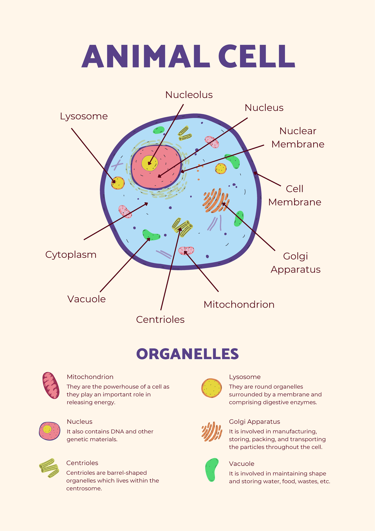 Animal cels - notes - Golgi Apparatus ANIMAL CELL Nucleolus Lysosome ...
