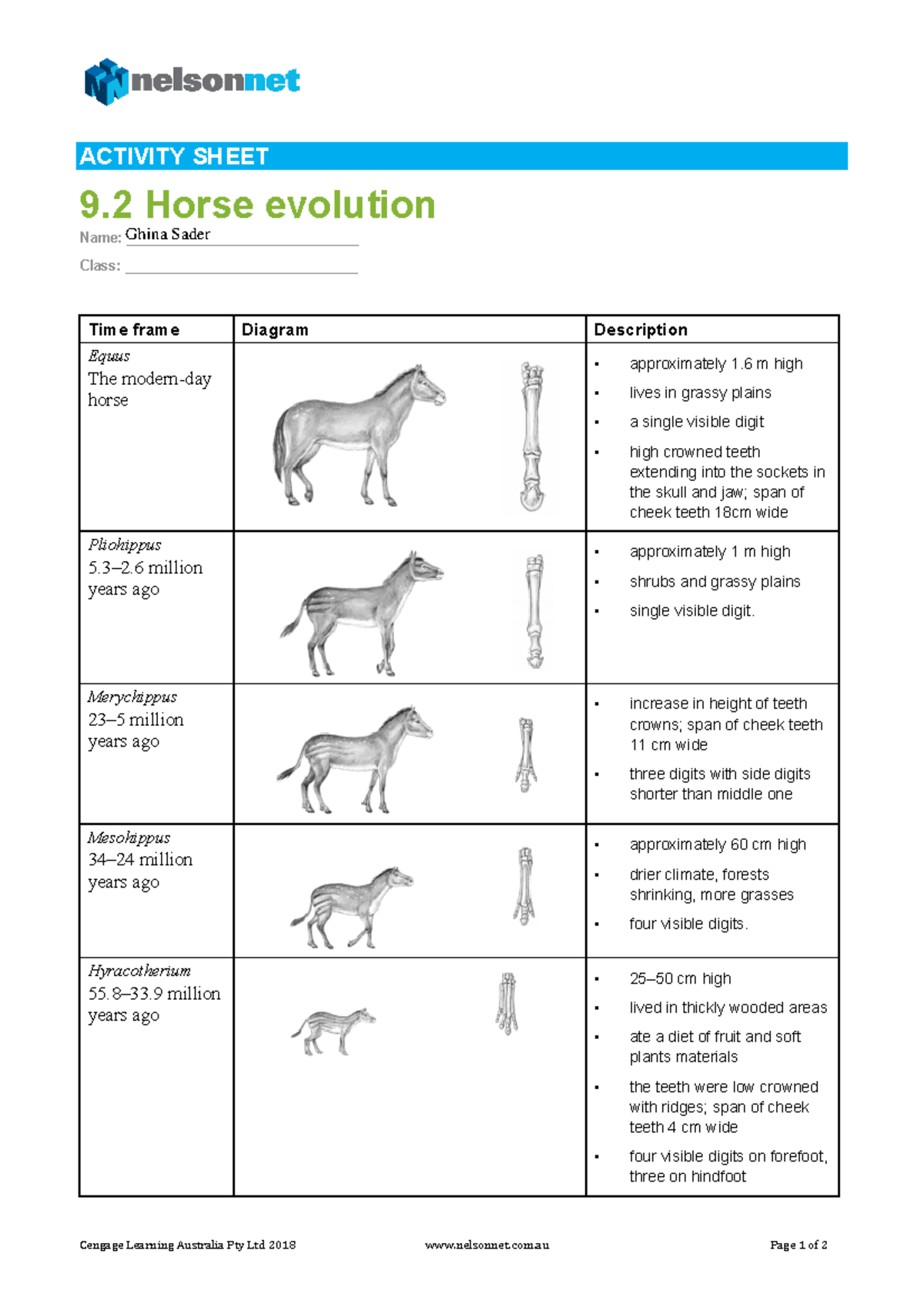 Activity 9.2: The Evolution of Horses - Changes & Adaptations - Studocu