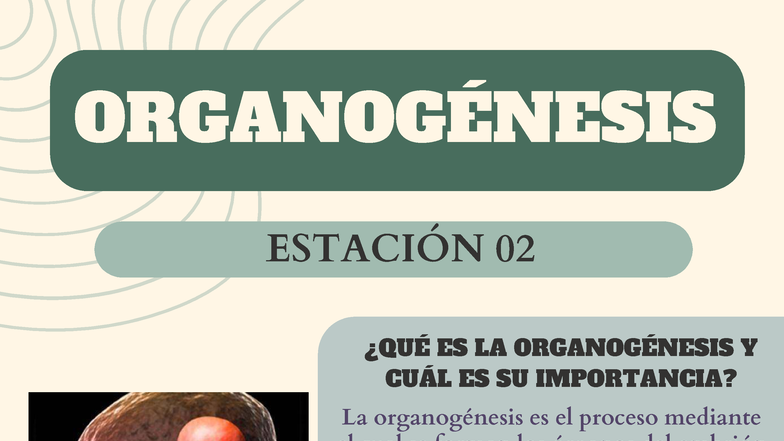 Organogénesis - Infografía sobre el desarrollo embrionario - Studocu