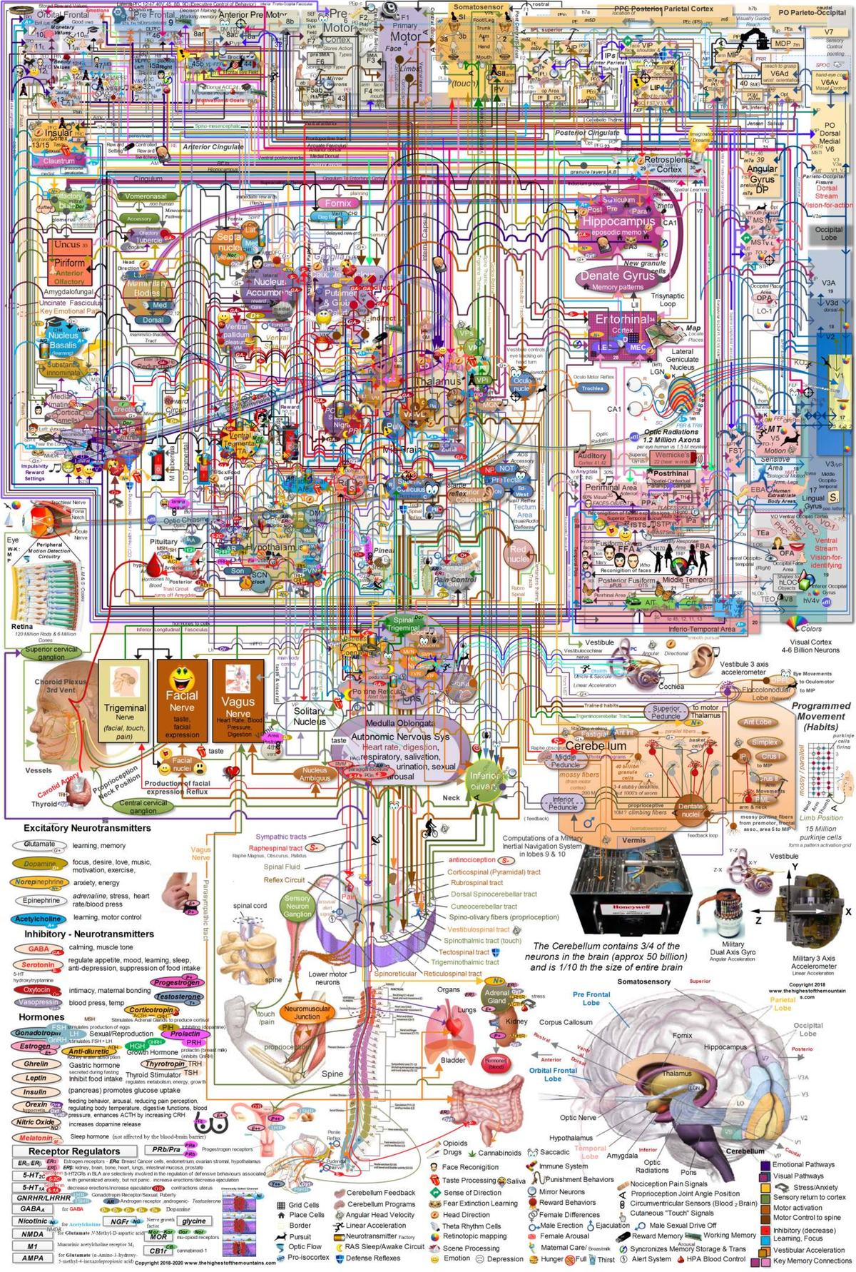 Cerebral Functions: Insights into Decision Making and Memory - Studocu