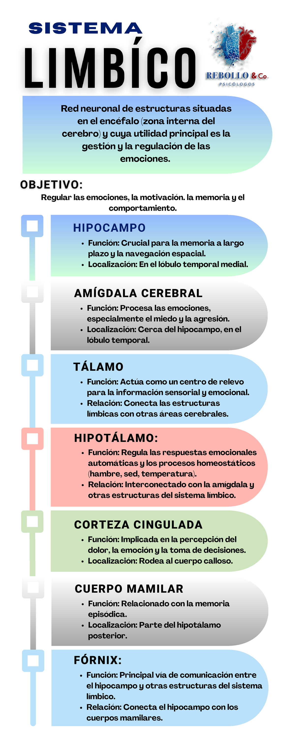 Sistema Límbico: Funciones y Estructuras Clave en el Cerebro - Studocu