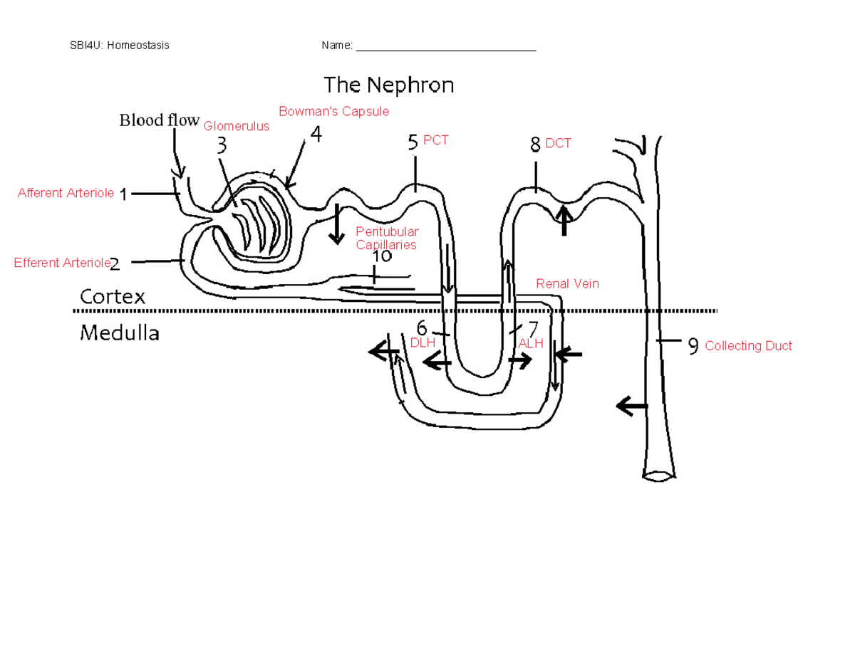 2B Nephron Worksheet - Complete - Afferent Arteriole Efferent Arteriole ...