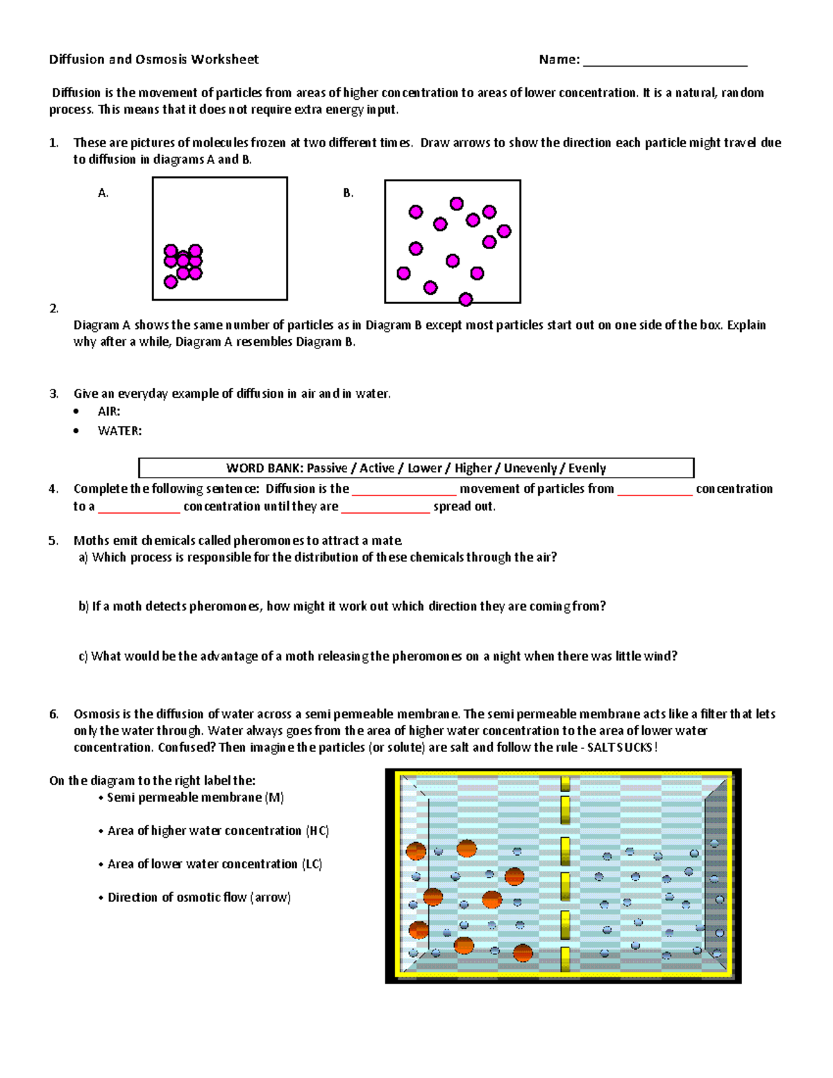 Diffusion and Osmosis Worksheet - K.A. Study Guide - Studocu
