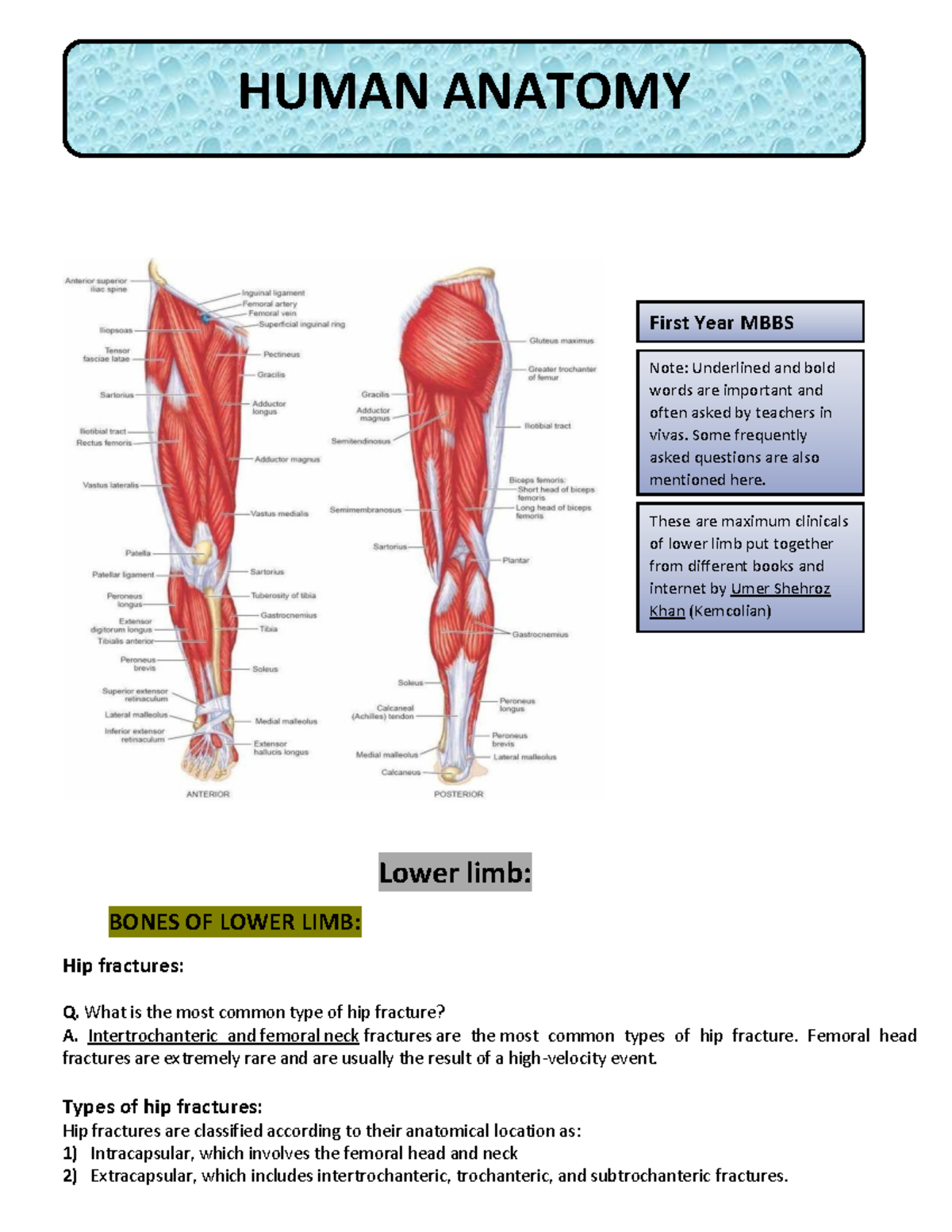 HUMAN ANATOMY: Lower Limb Clinicals Notes for 1st Year MBBS - Studocu