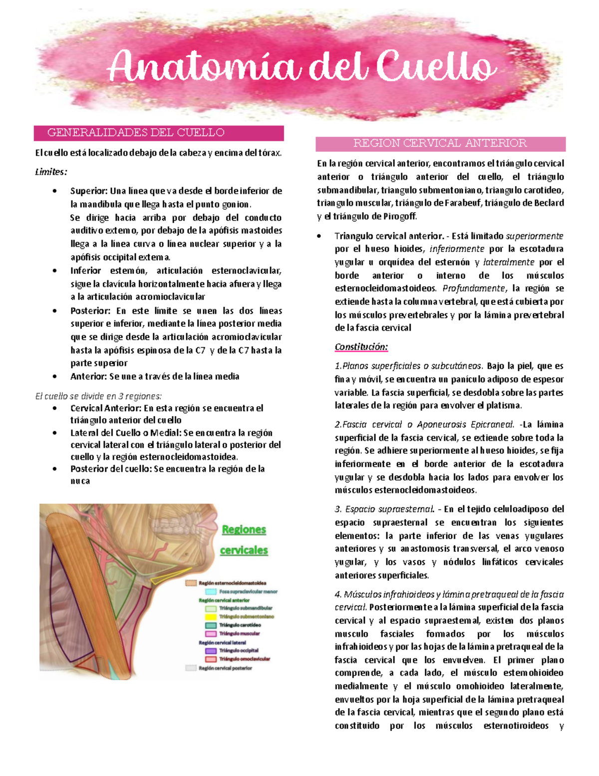 Resumen de Anatomía del Cuello (Curso: ROUVIERE) - Studocu