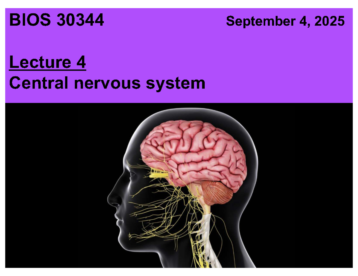 BIOS 30344 Lecture 4: Central Nervous System Overview - Studocu