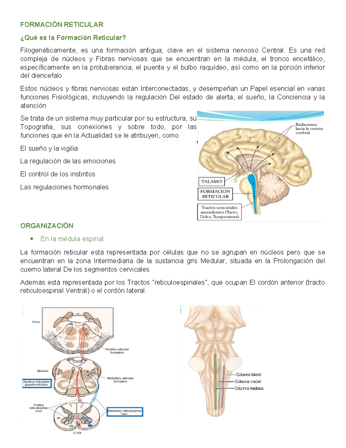 Tema 15: Formación Reticular y sus Funciones en el Sistema Nervioso ...